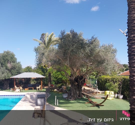 עץ זית גדול ליד בריכה בגינה מטופחת